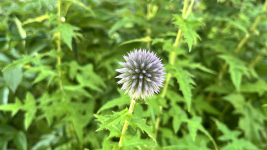 Echinops by Finnvian