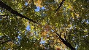Spears of Autumn.jpg