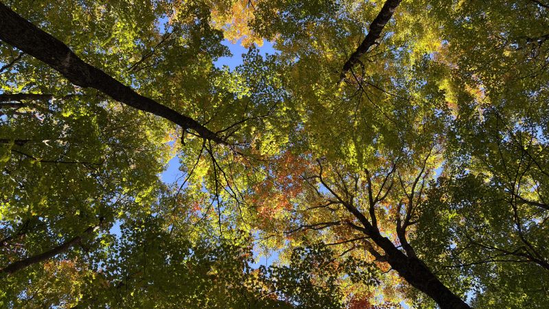 File:Spears of Autumn.jpg