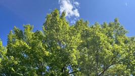 Leafy Skies by Finnvian