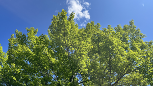 Leafy Skies.png