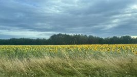 Sunflower Fields by Finnvian
