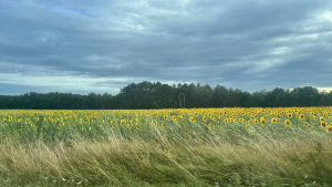 Sunflower Fields.png